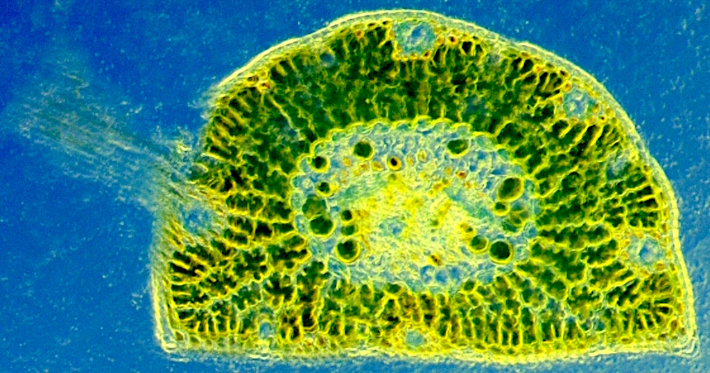 Pine Needle cross section - Rheinberg illumination using a blue disk and a yellow backing